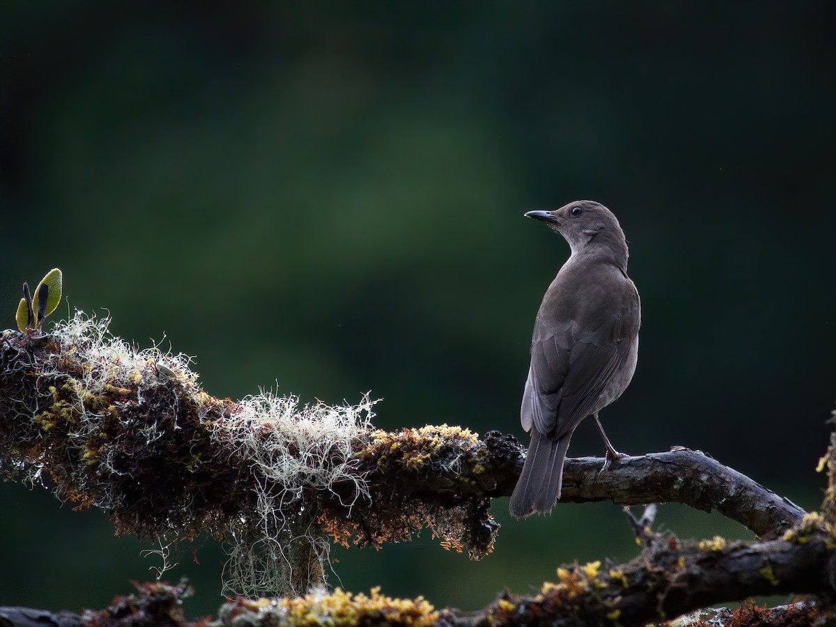 Mountain Thrush - ML625661313