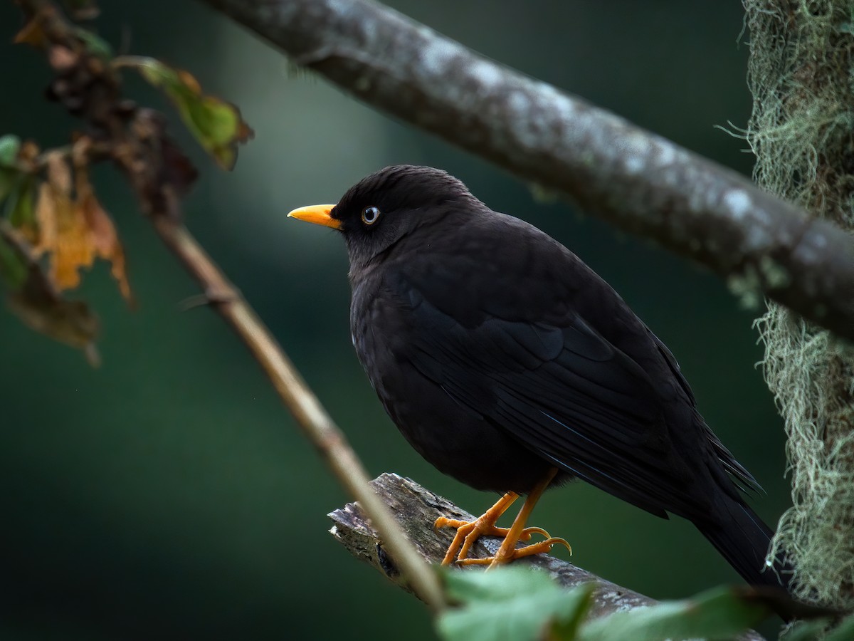 Sooty Thrush - ML625661329