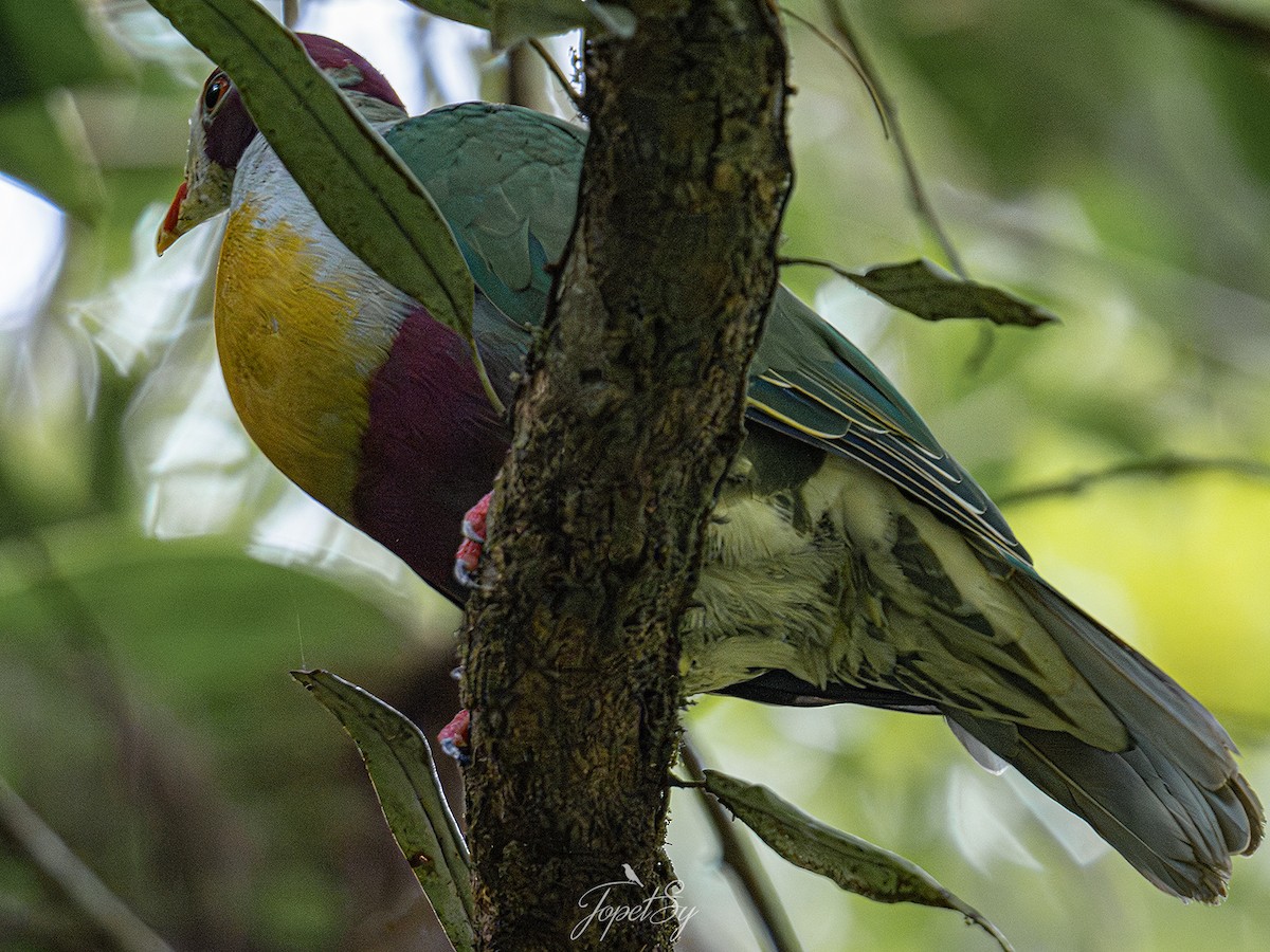 Yellow-breasted Fruit-Dove - ML625661340