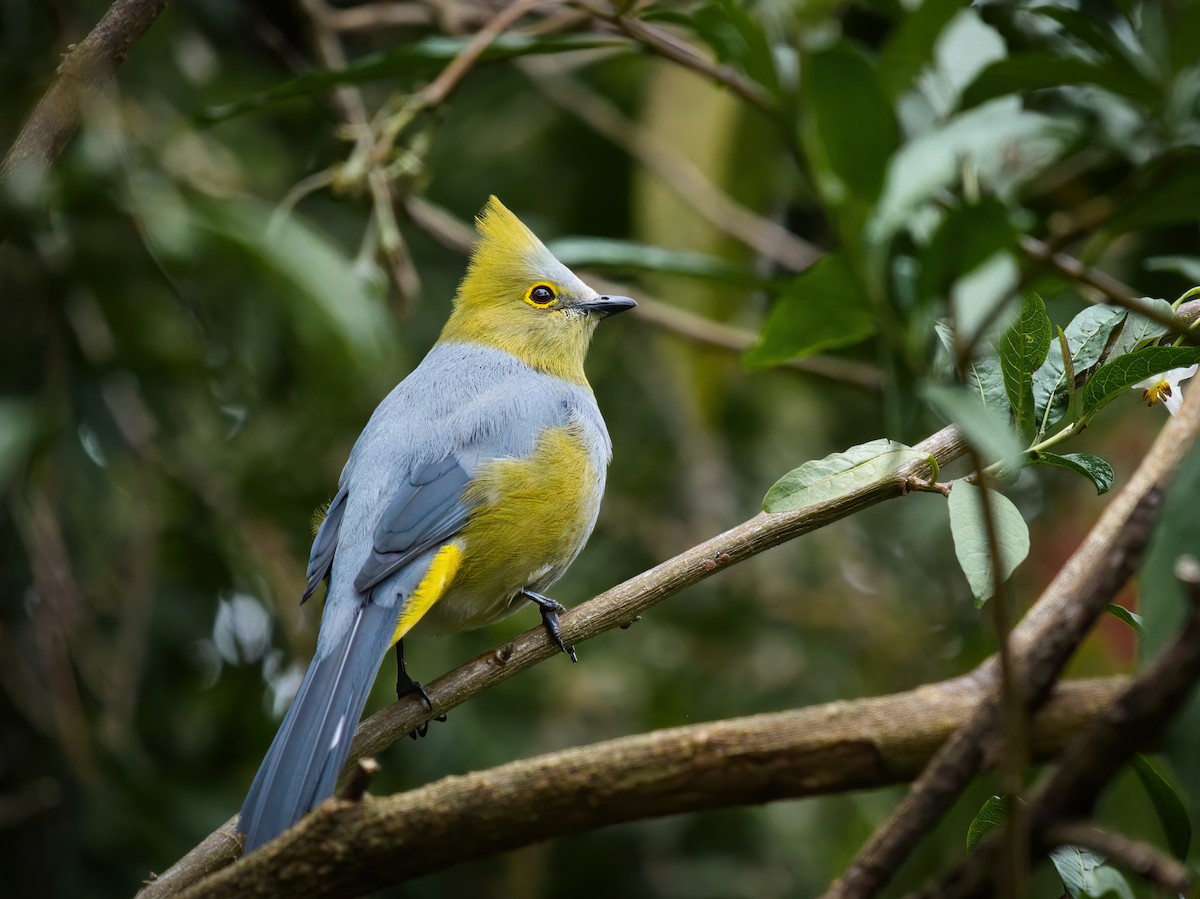 Long-tailed Silky-flycatcher - ML625661343