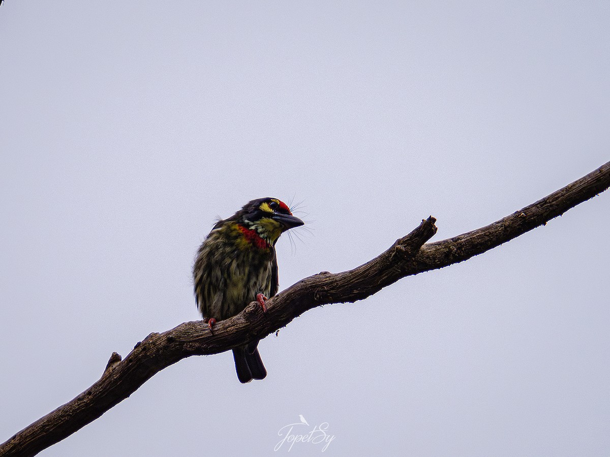 Coppersmith Barbet - ML625661352