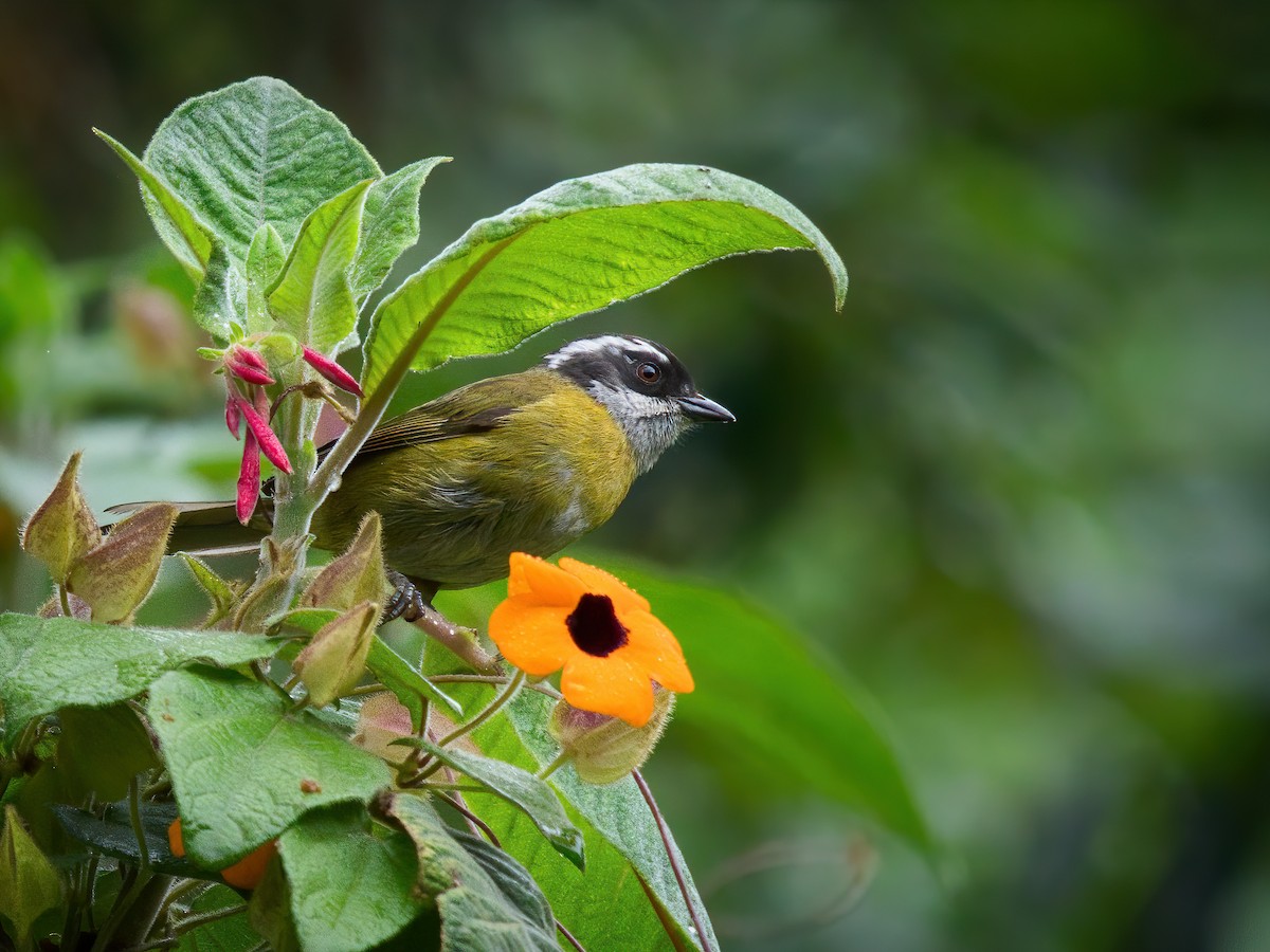 Sooty-capped Chlorospingus - ML625661359