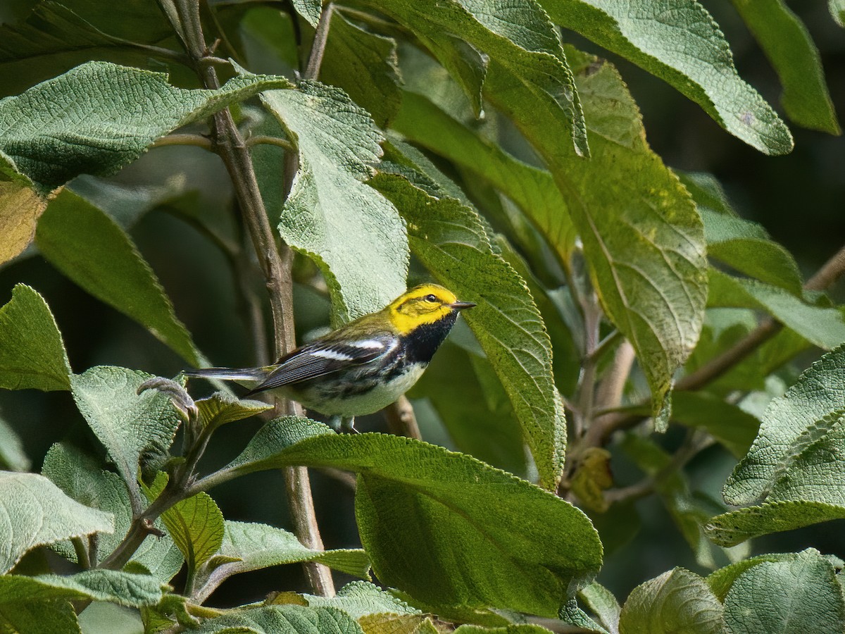 Townsend's Warbler - ML625661394