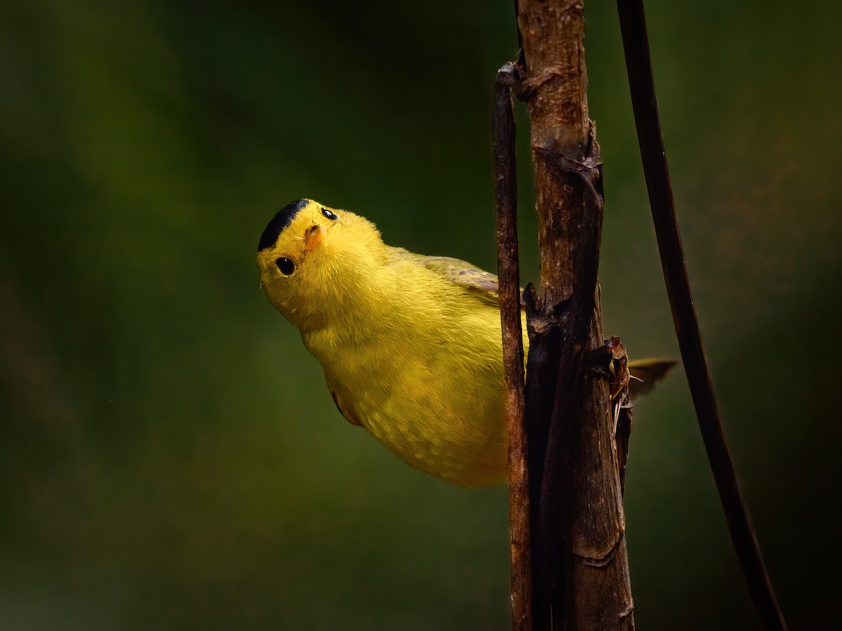 Wilson's Warbler - ML625661401