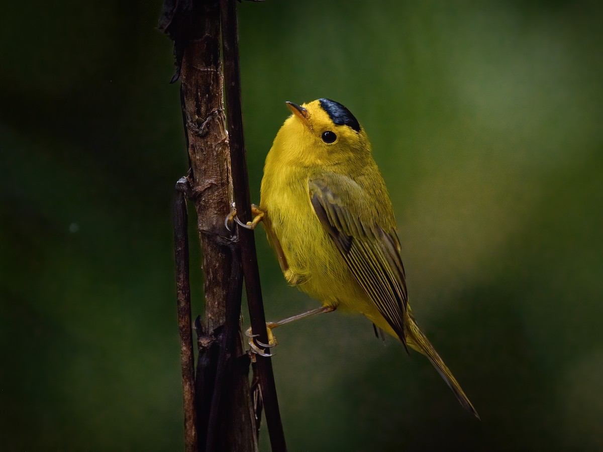 Wilson's Warbler - ML625661403