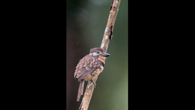 Russet-throated Puffbird - ML625661435