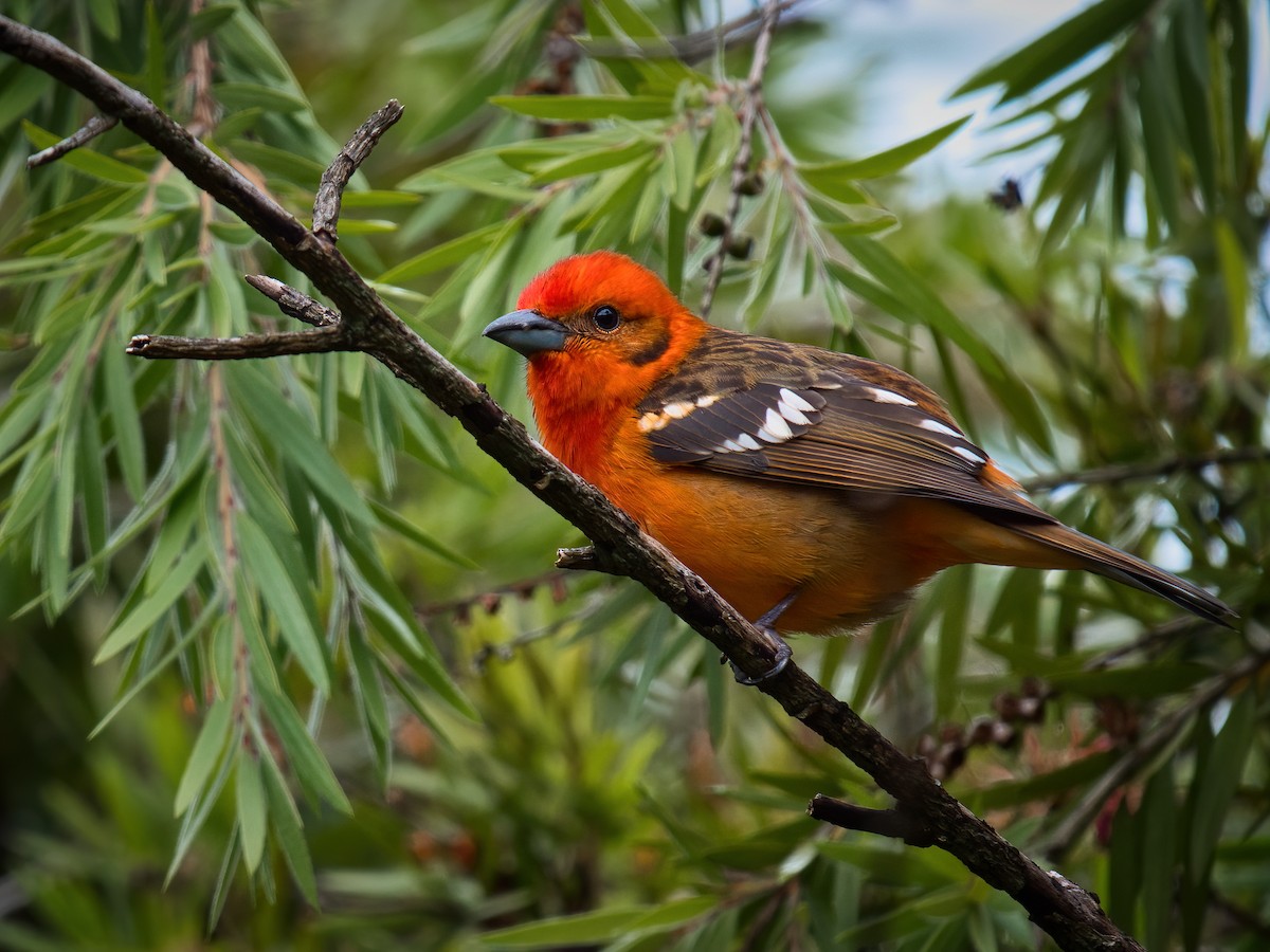 Flame-colored Tanager - ML625661438