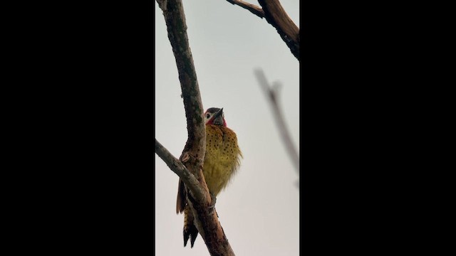 Spot-breasted Woodpecker - ML625661446