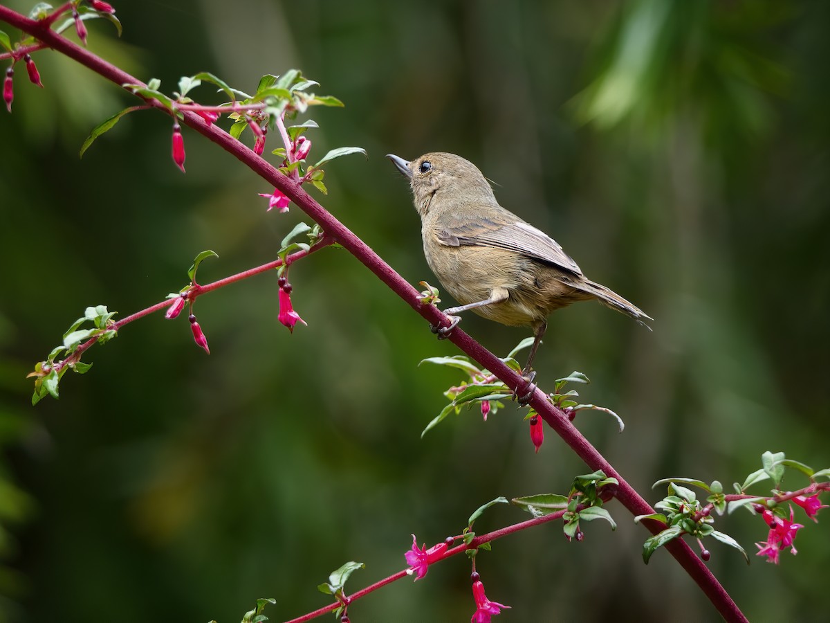 Slaty Flowerpiercer - ML625661461