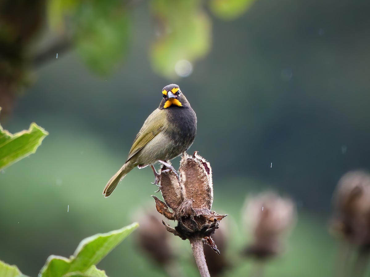 Yellow-faced Grassquit - ML625661485