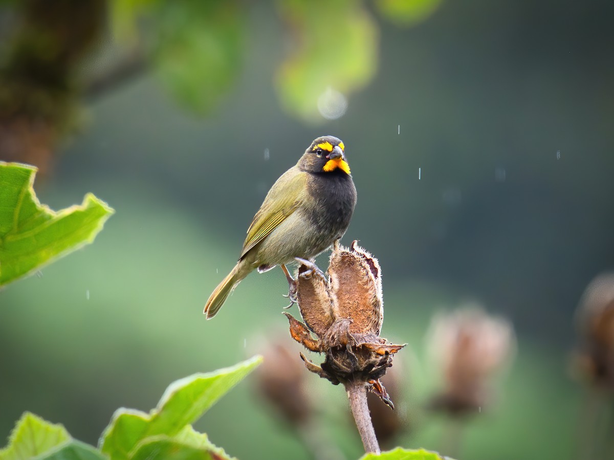 Yellow-faced Grassquit - ML625661486