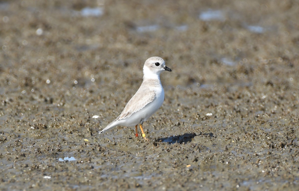 Piping Plover - ML625661602