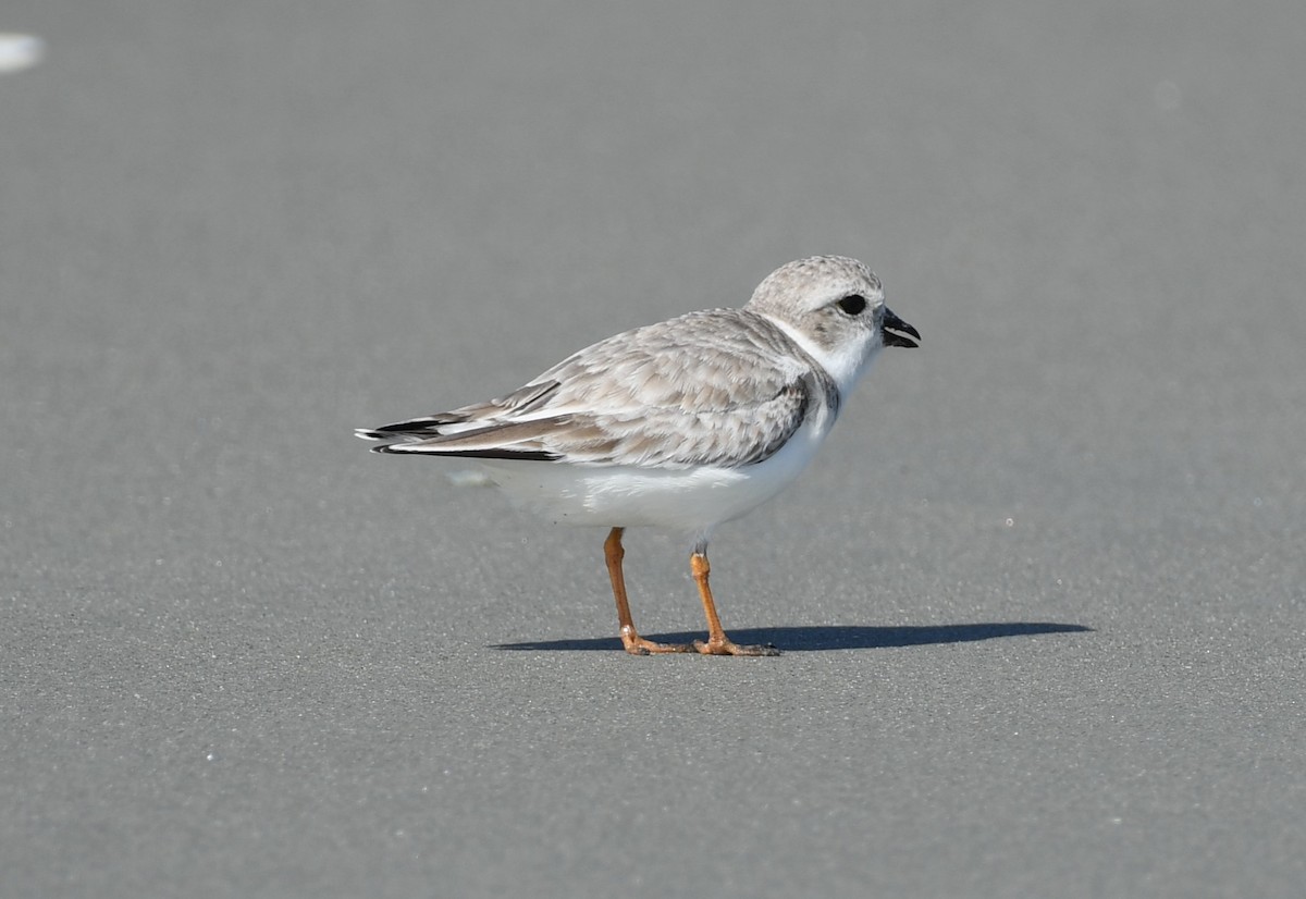 Piping Plover - ML625661605