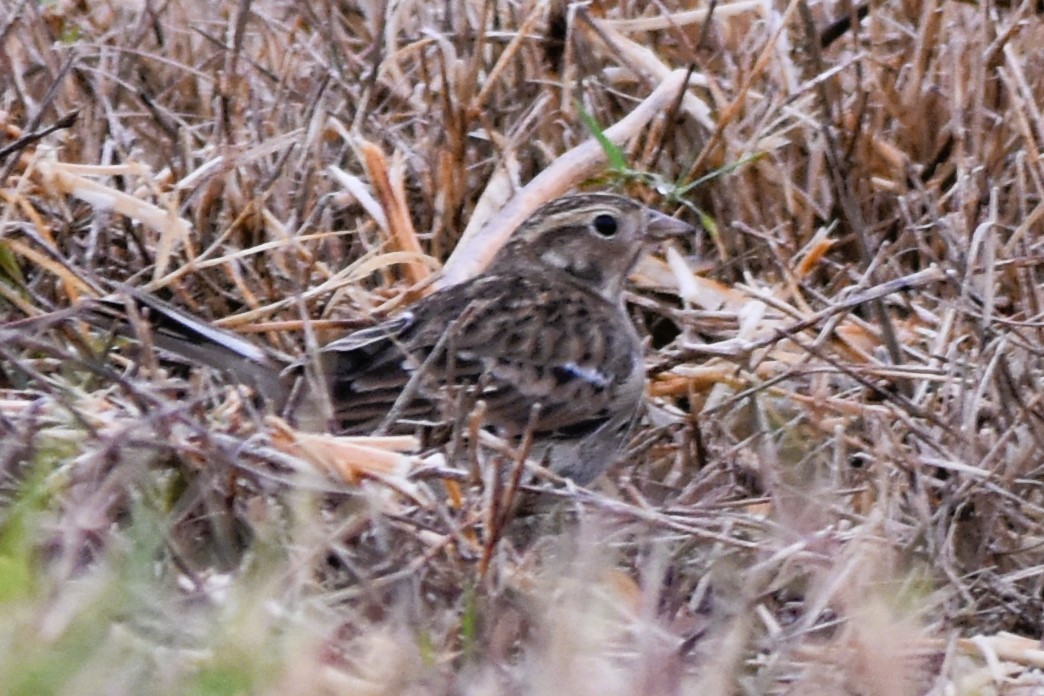 Chestnut-collared Longspur - ML625661611