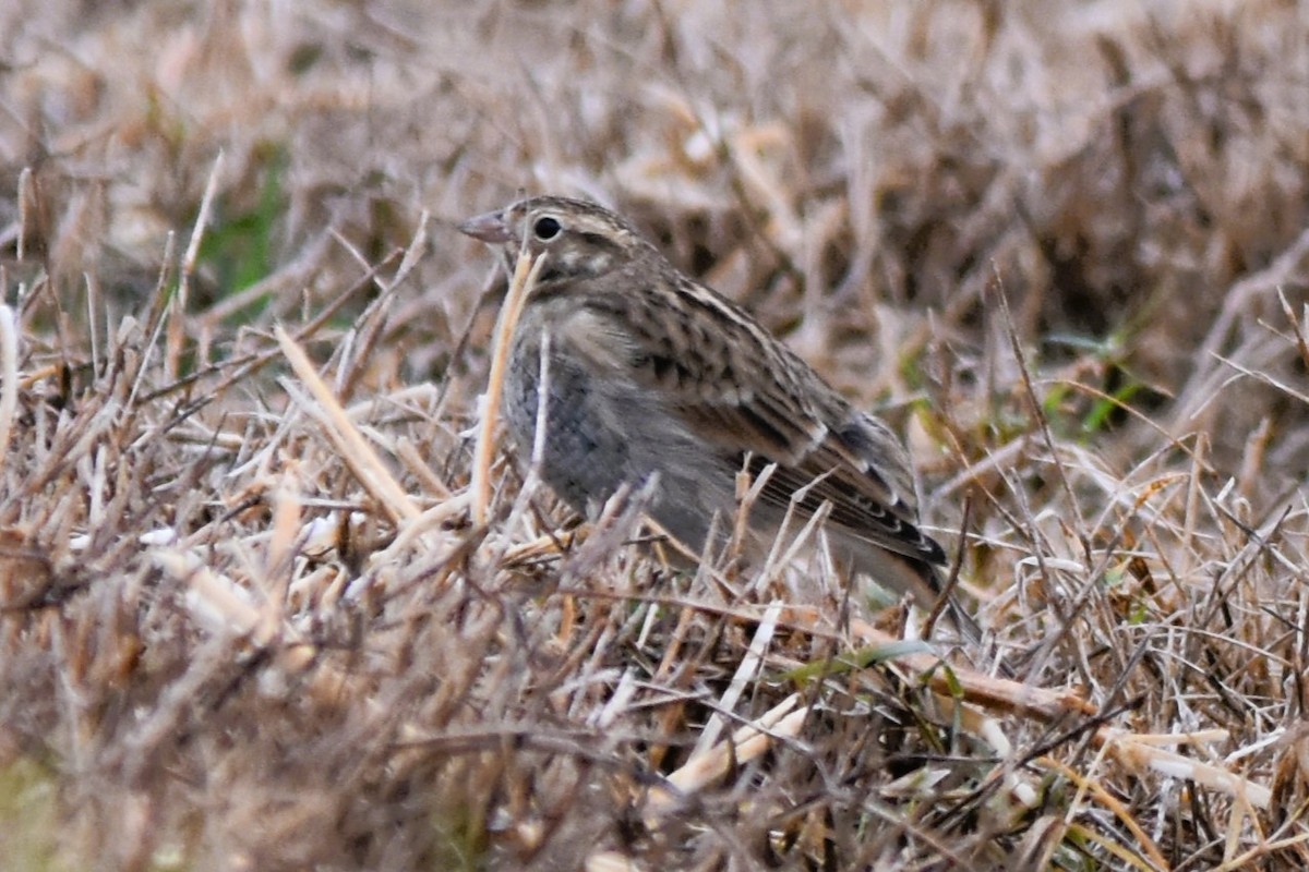 Chestnut-collared Longspur - ML625661656