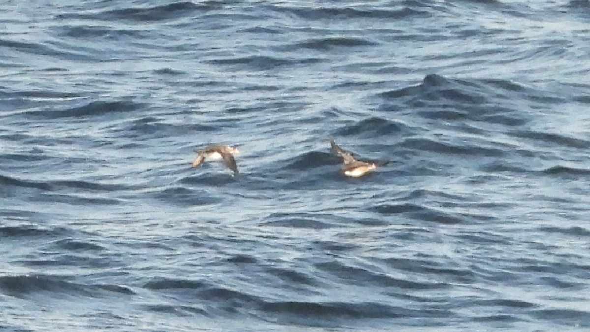 Rhinoceros Auklet - ML625661724