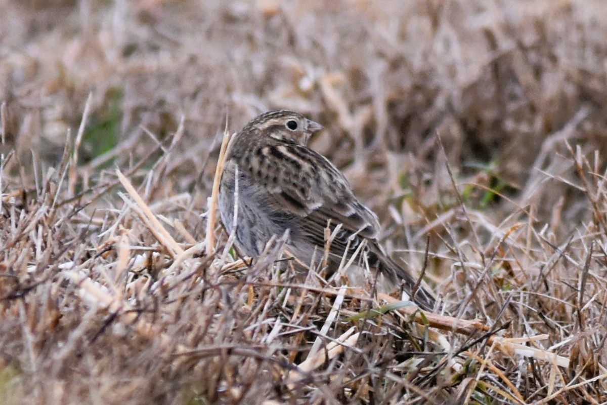 Chestnut-collared Longspur - ML625661747