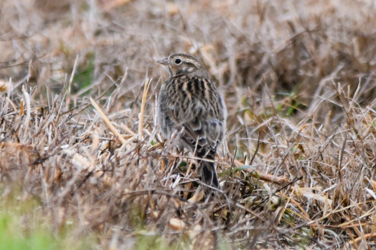 Chestnut-collared Longspur - ML625661777