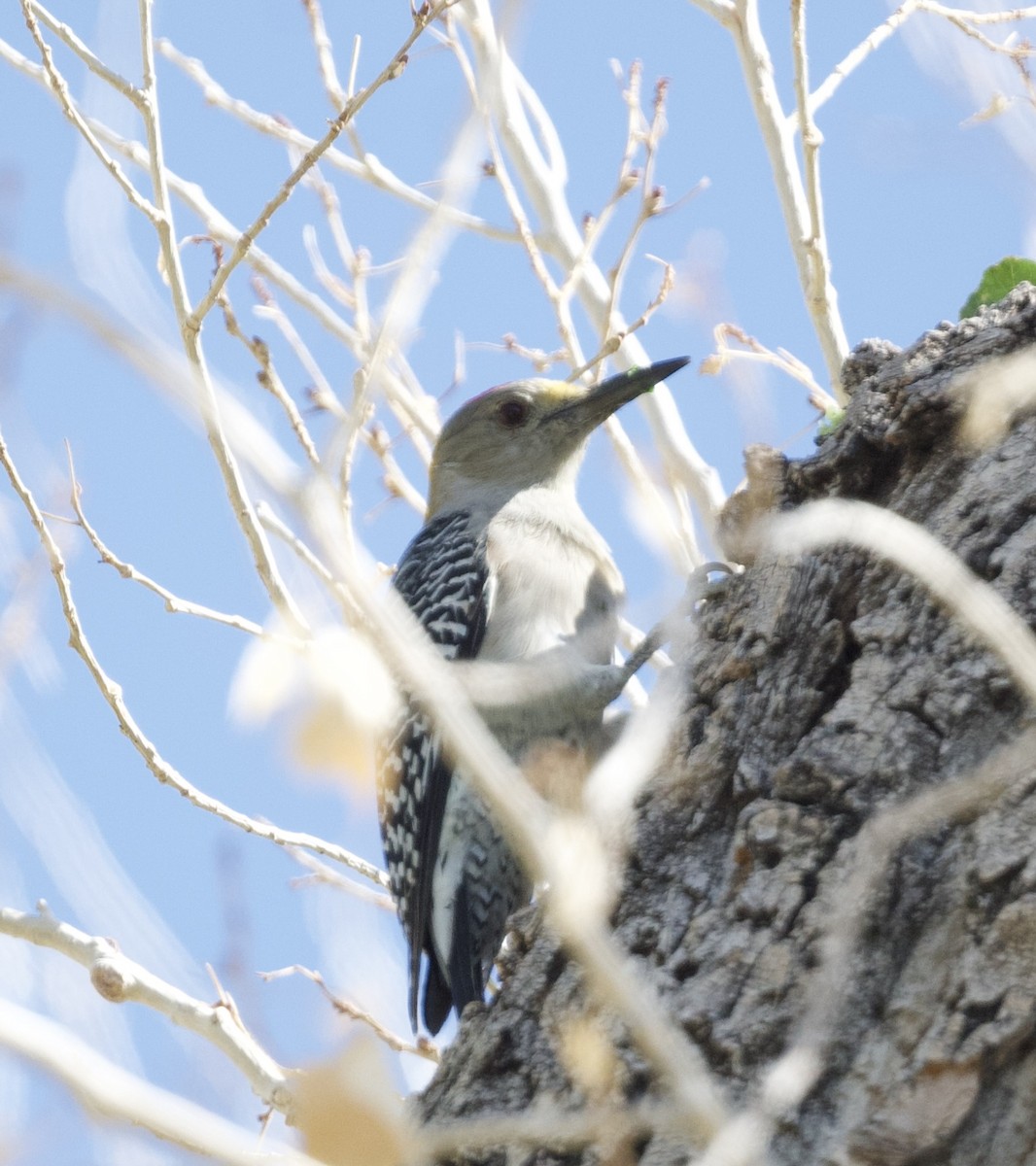 Golden-fronted Woodpecker - ML625661819