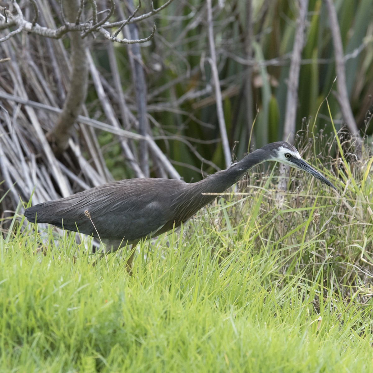 White-faced Heron - ML625661871