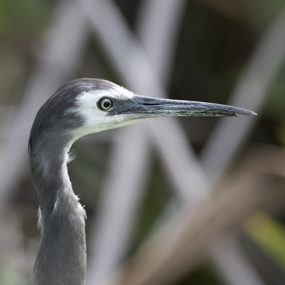 White-faced Heron - ML625661874