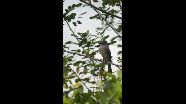 Northern Scrub-Flycatcher - ML625662030