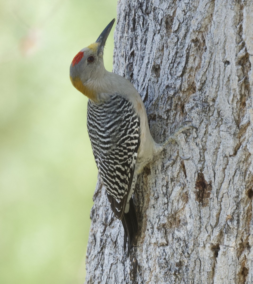 Golden-fronted Woodpecker - ML625662068