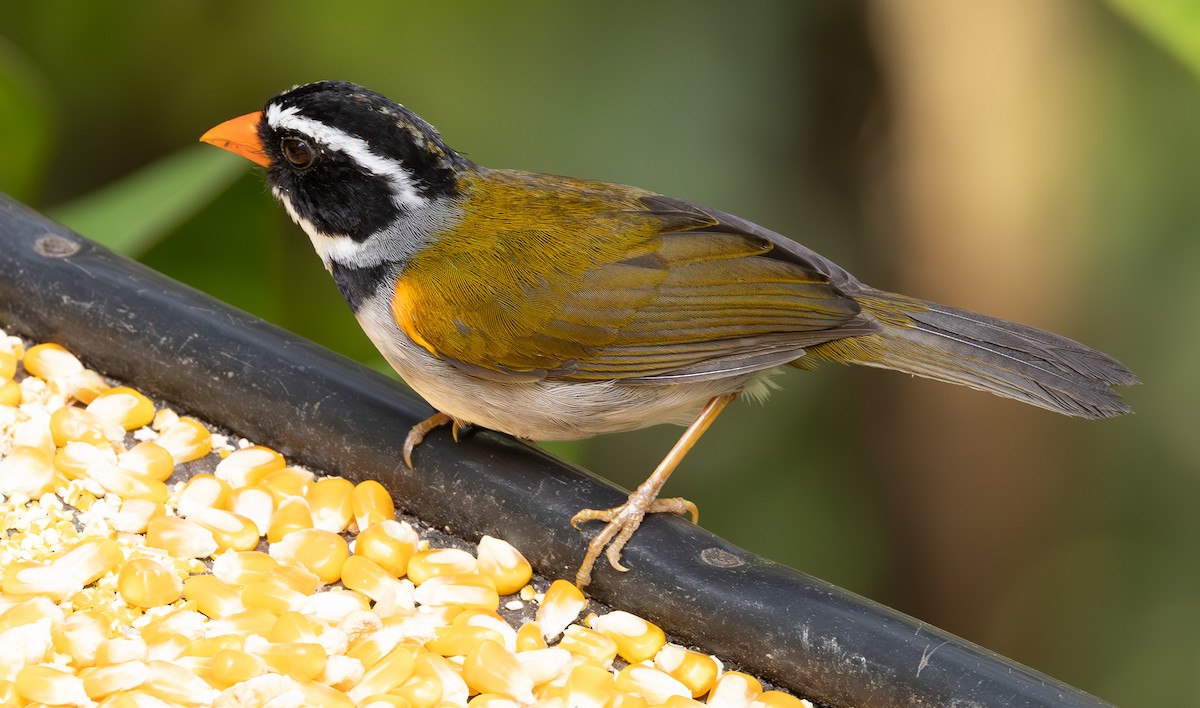 Orange-billed Sparrow - ML625662181