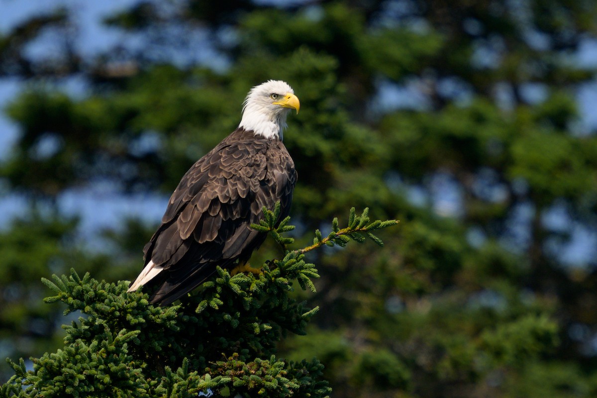 Bald Eagle - ML625662237