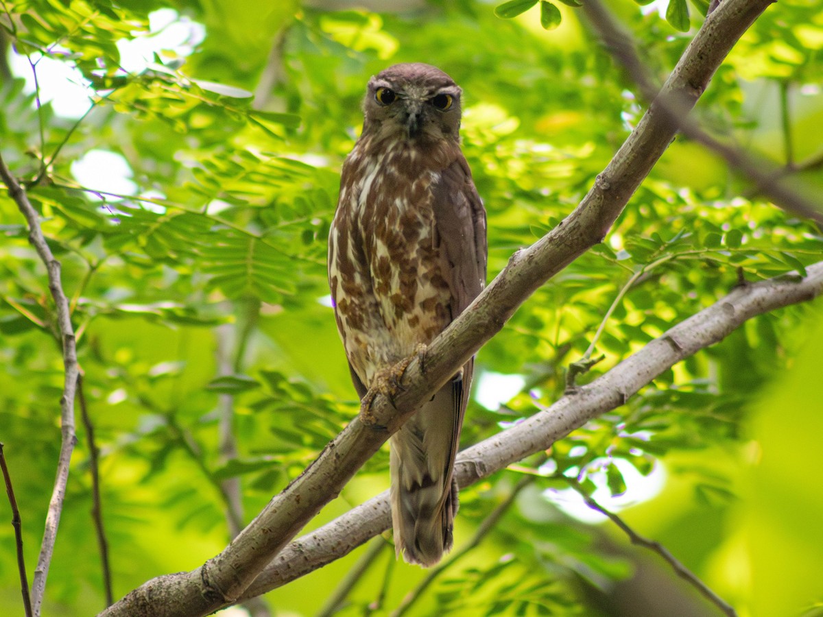 Brown Boobook - ML625662374