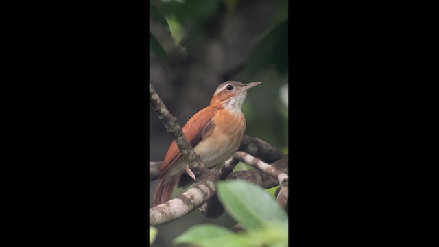 Caribbean Hornero - ML625662564