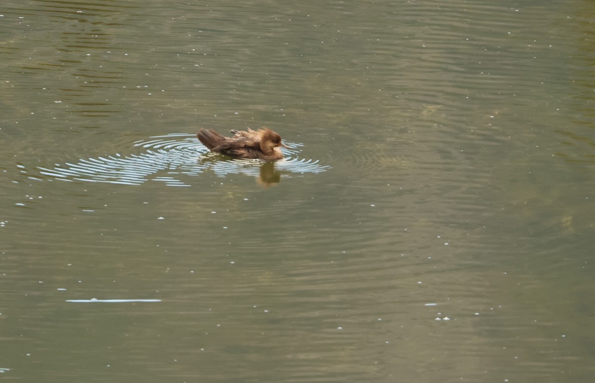 Hooded Merganser - ML625662565