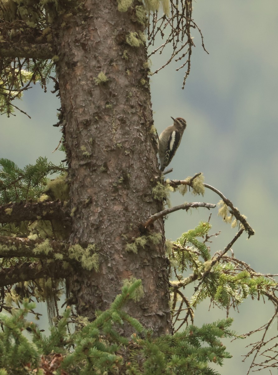 Red-naped Sapsucker - ML625662569