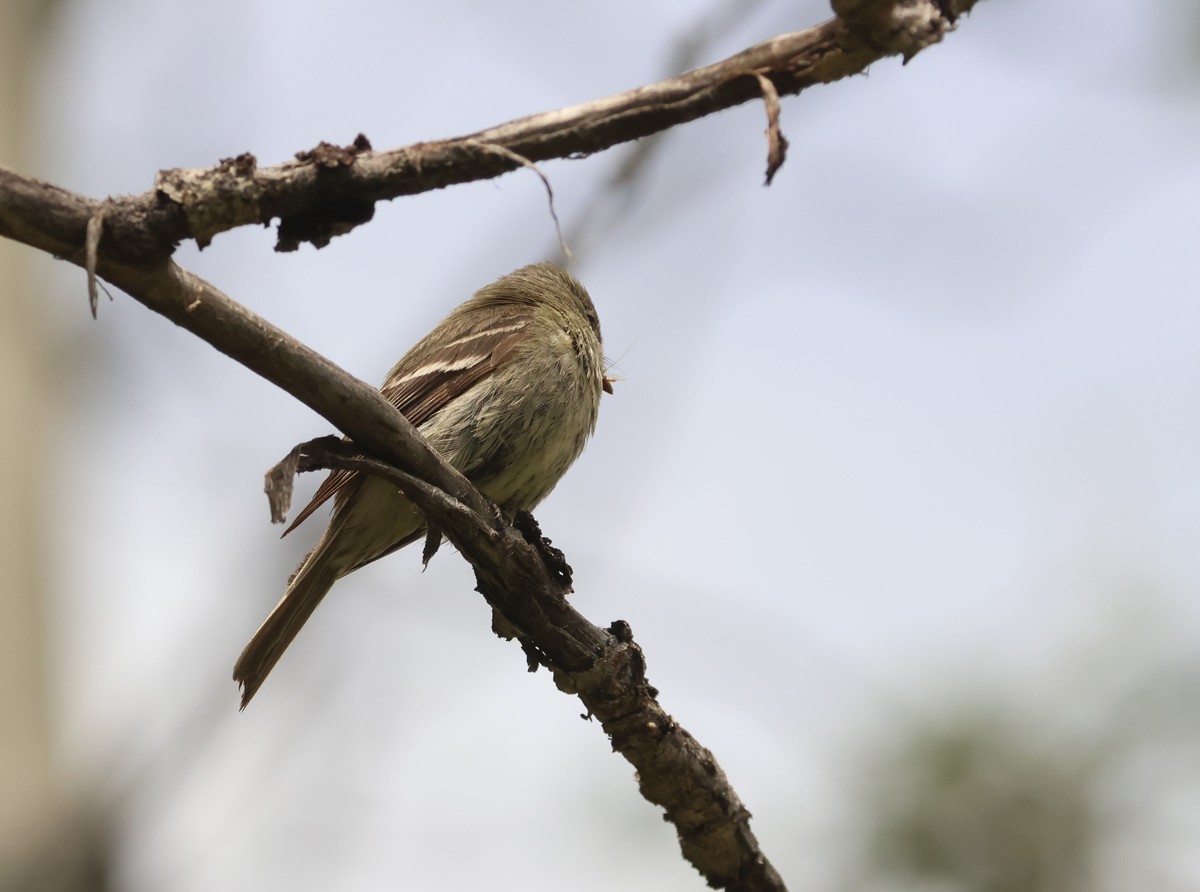 Western Flycatcher (Pacific-slope) - ML625662571