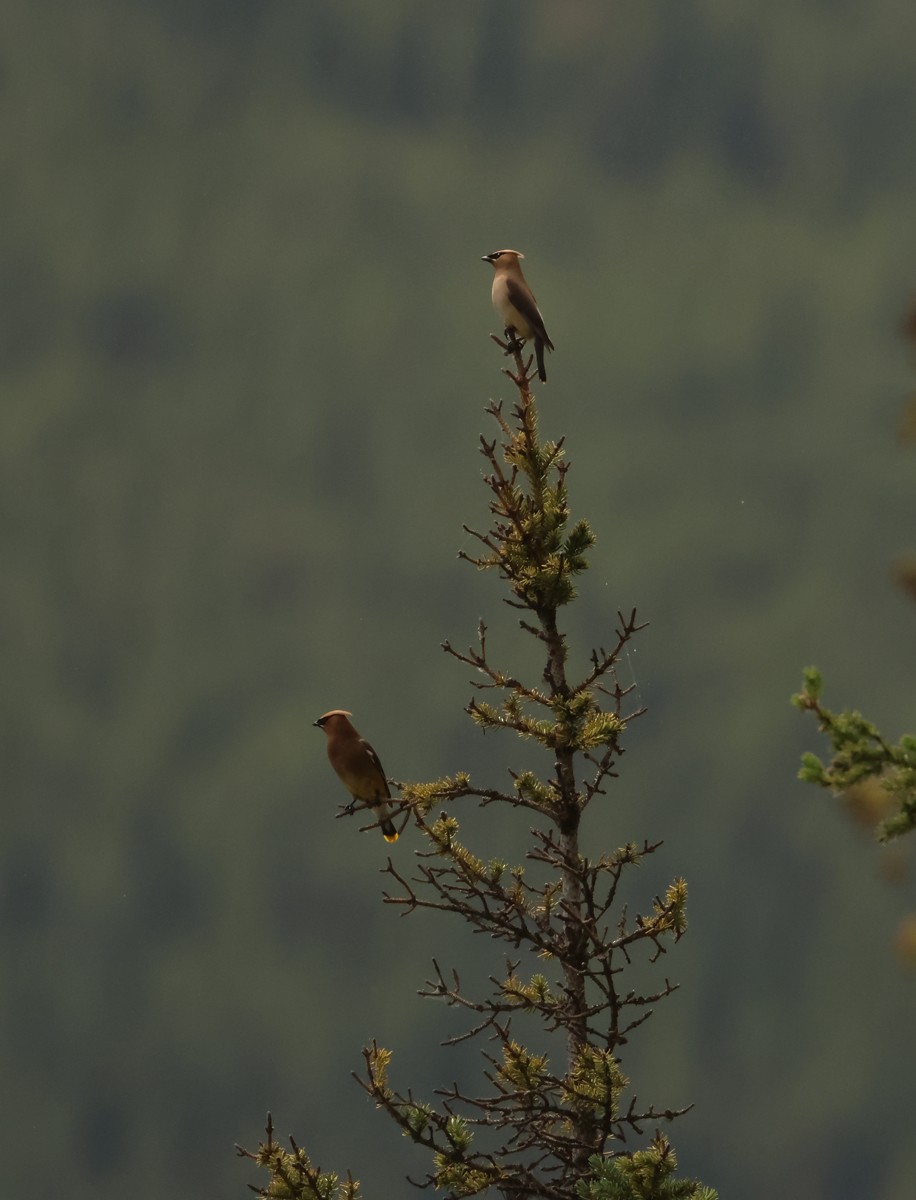Cedar Waxwing - ML625662594