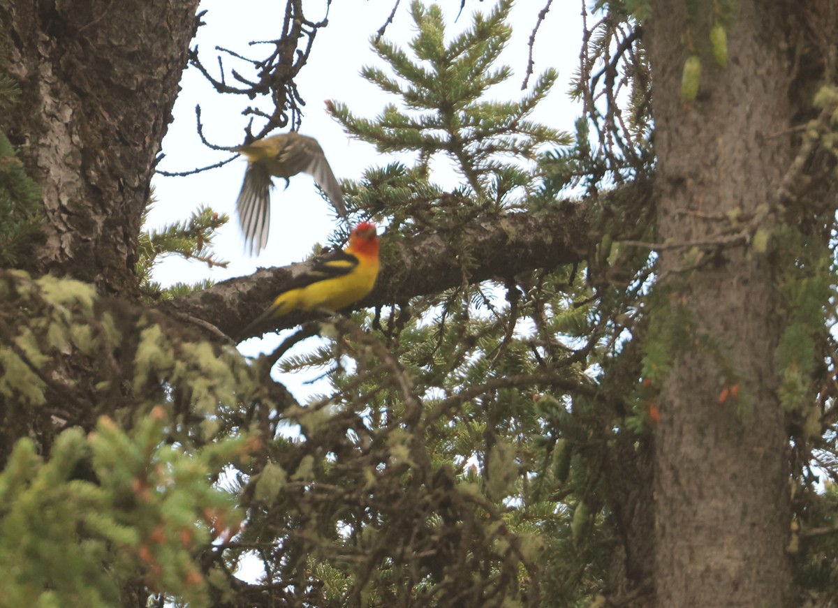 Western Tanager - ML625662606