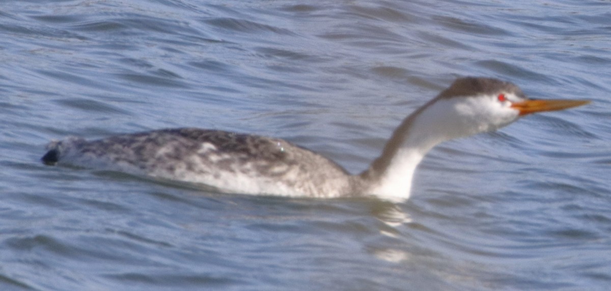 Clark's Grebe - ML625662753