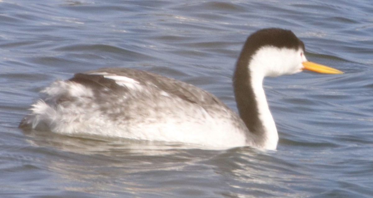 Clark's Grebe - ML625662754