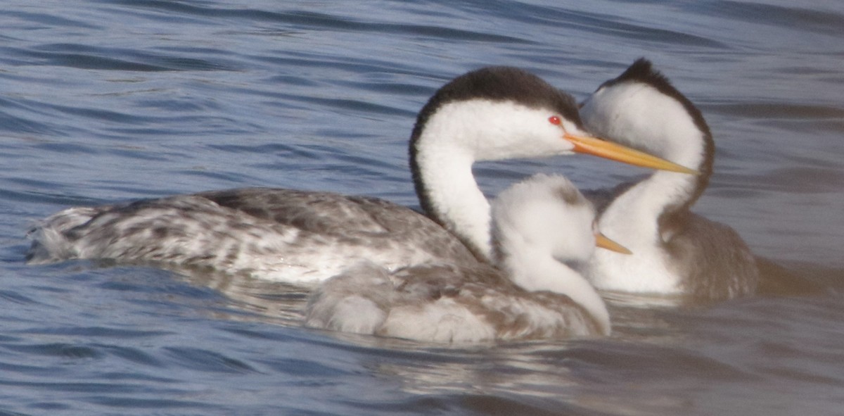 Clark's Grebe - ML625662790