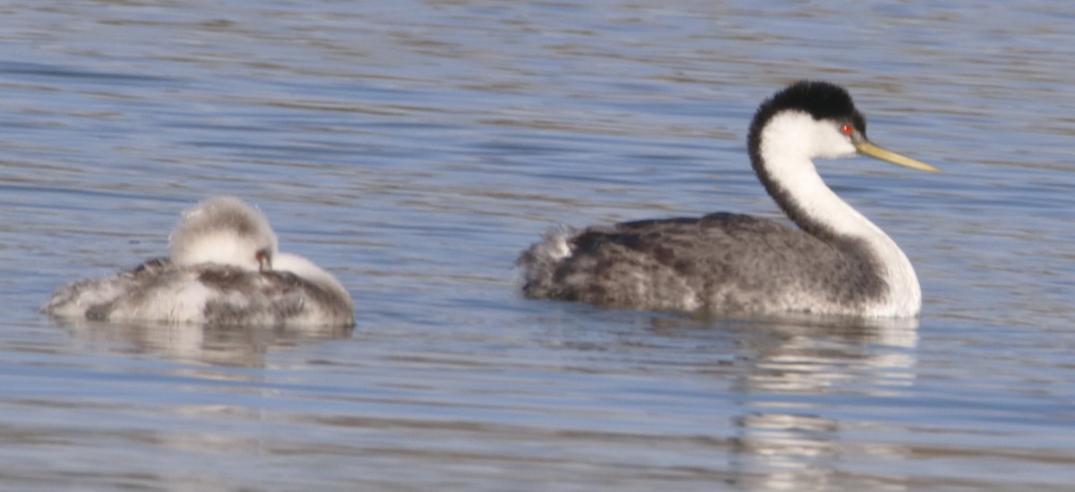 Clark's Grebe - ML625662791