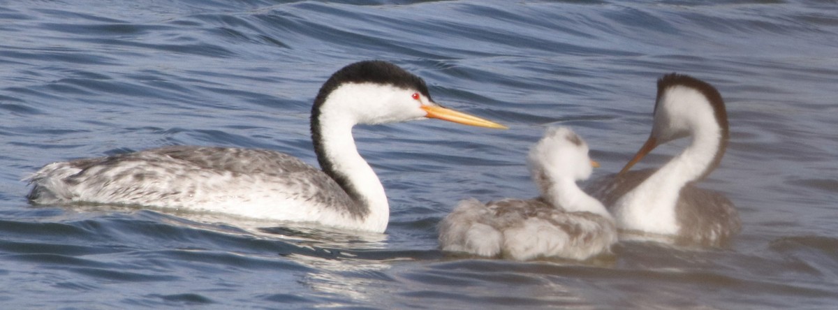 Clark's Grebe - ML625662792