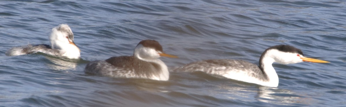 Clark's Grebe - ML625662793