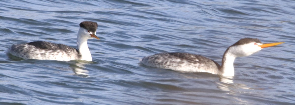 Clark's Grebe - ML625662794