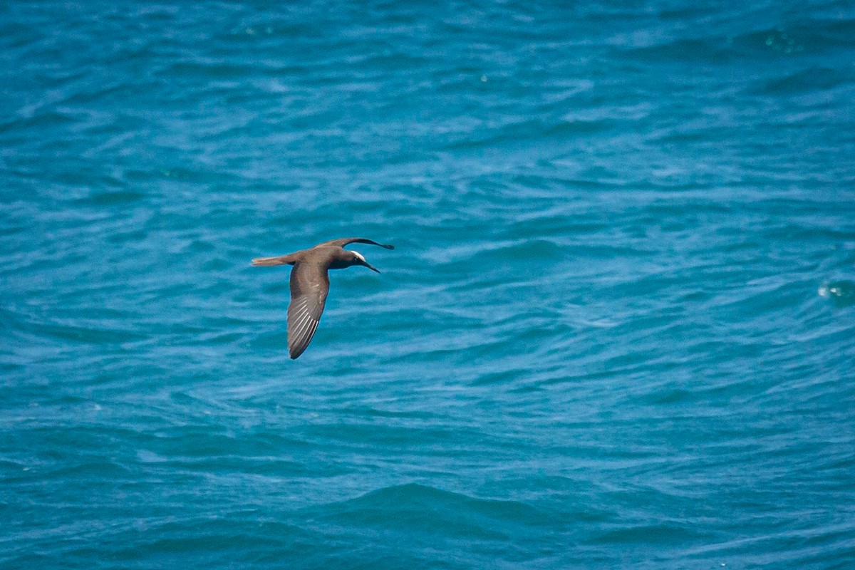 Brown Noddy - ML625662814