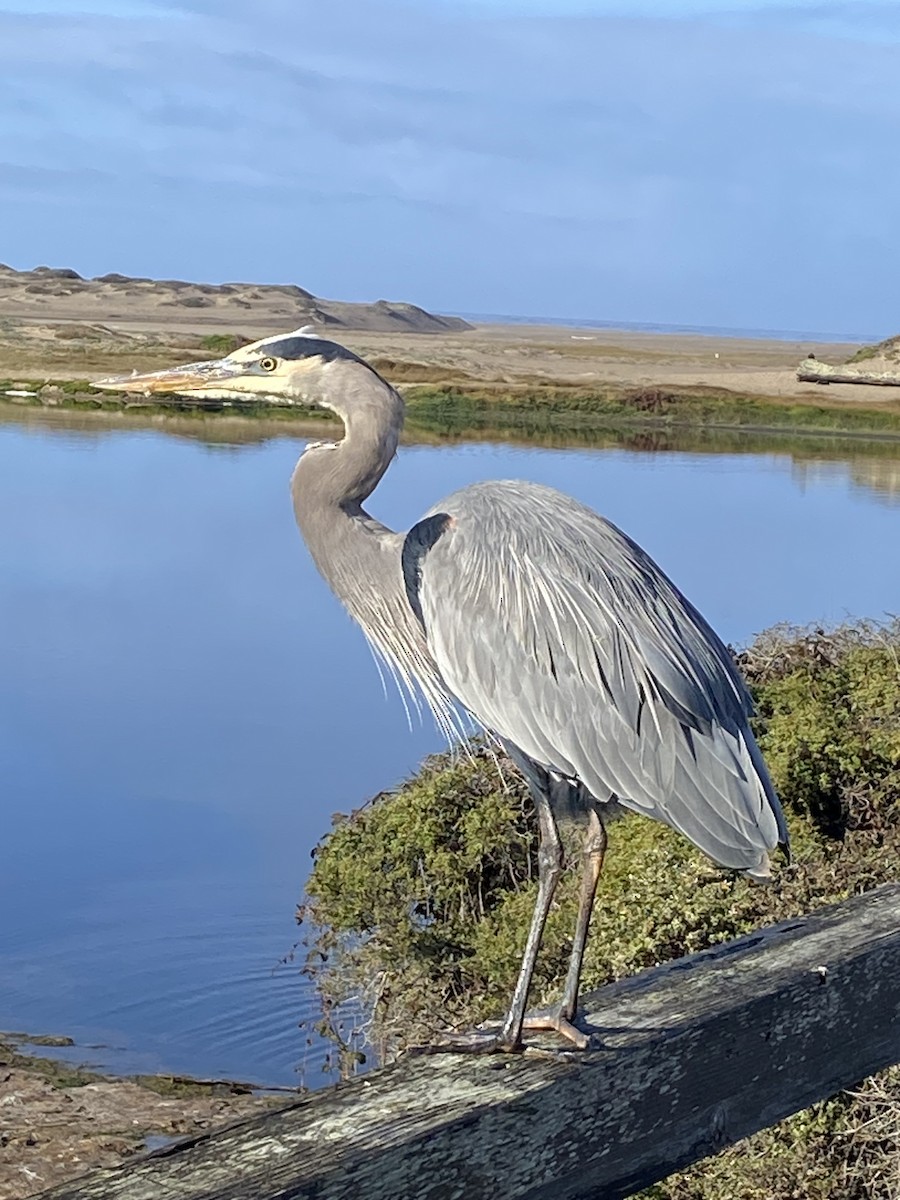 Garza Azulada - ML625662978