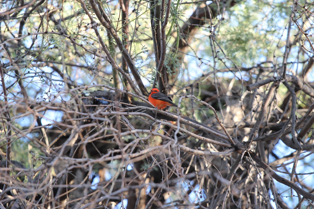 Mosquero Cardenal - ML625663001