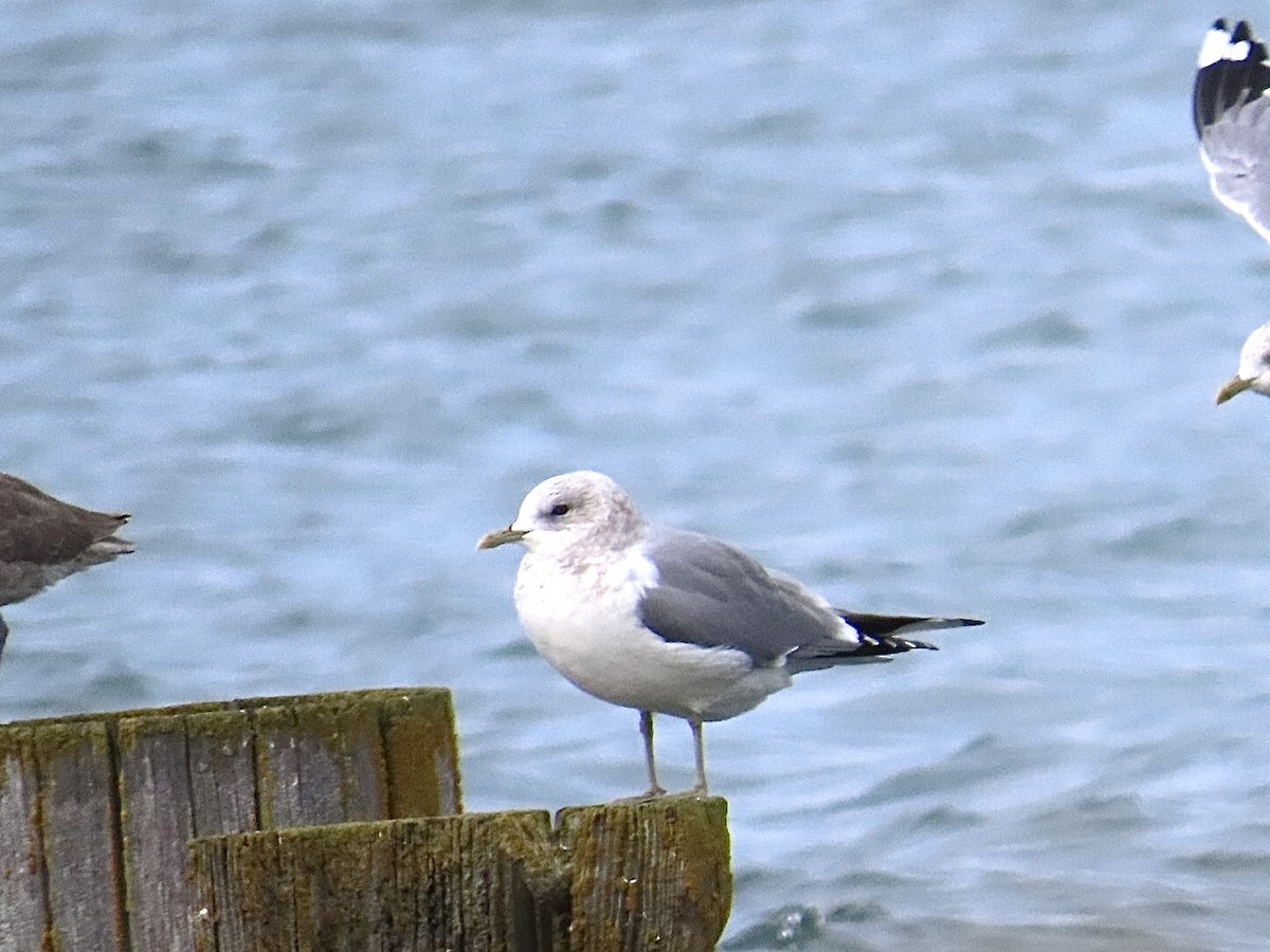 Gaviota de Alaska - ML625663022