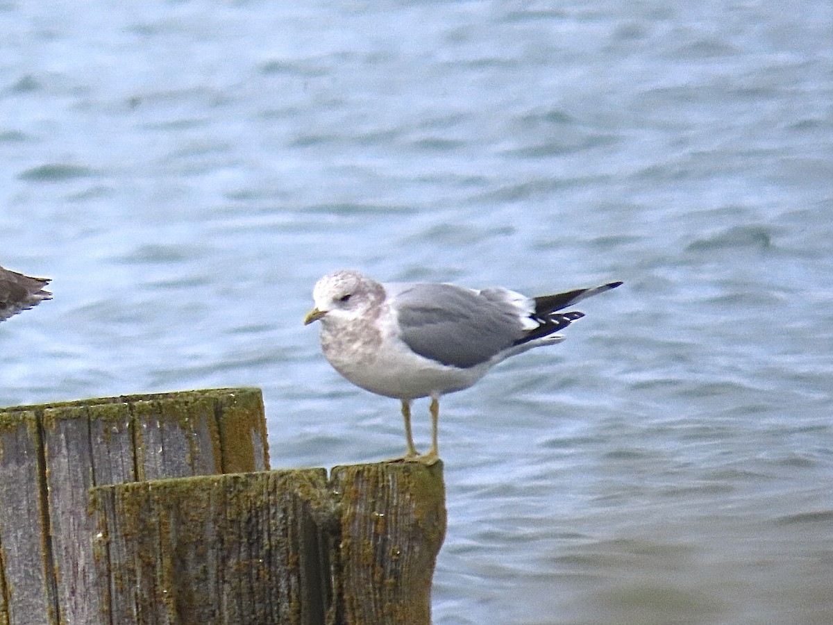 Gaviota de Alaska - ML625663023