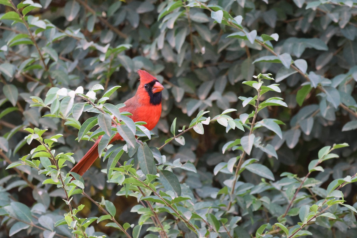 Cardenal Norteño - ML625663063