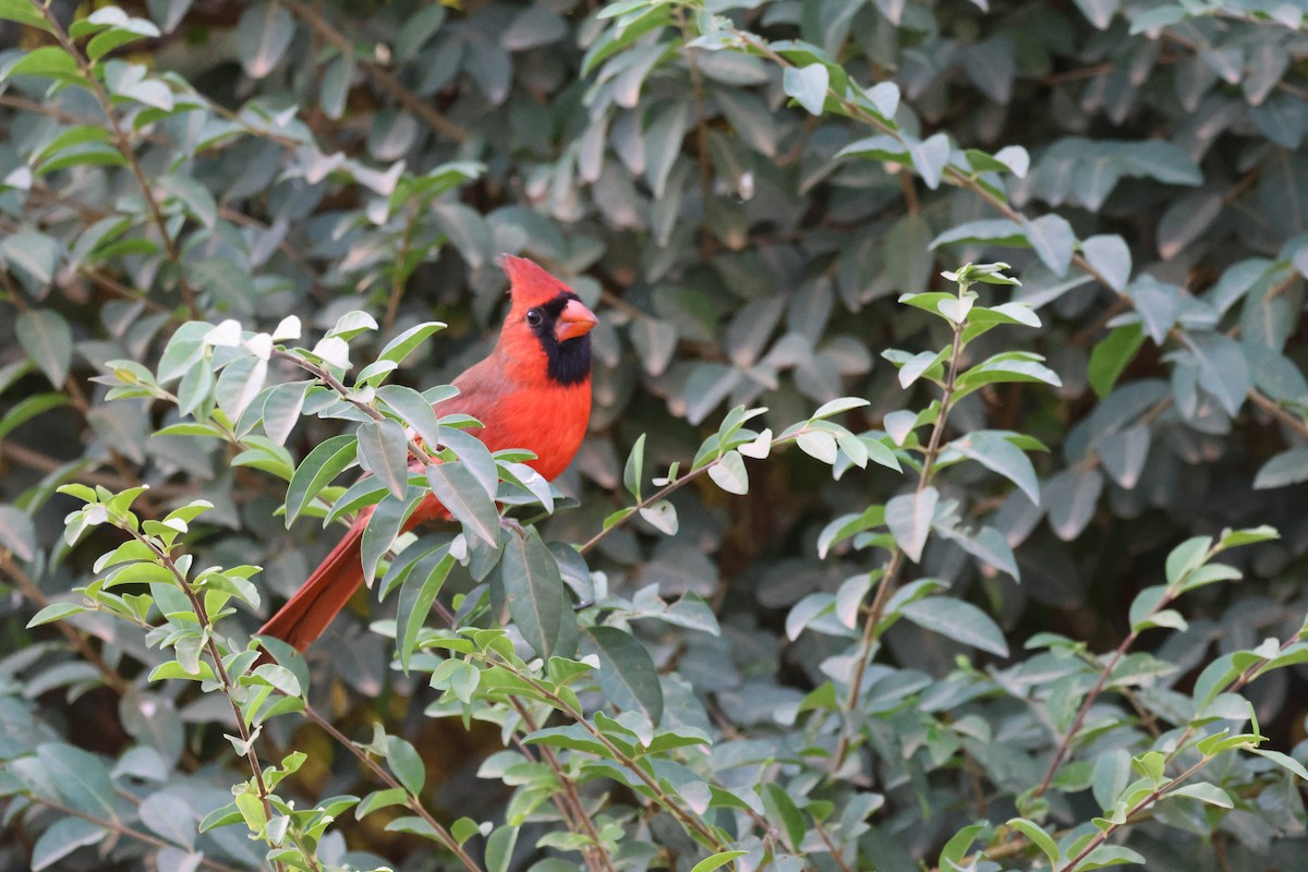 Cardenal Norteño - ML625663064